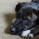 Illustration for article titled Snack bags are dangerous for dogs, experts say